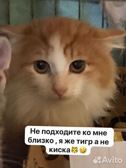 Котята в добрые руки мальчики