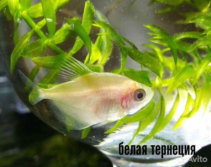 Аквариумные рыбки