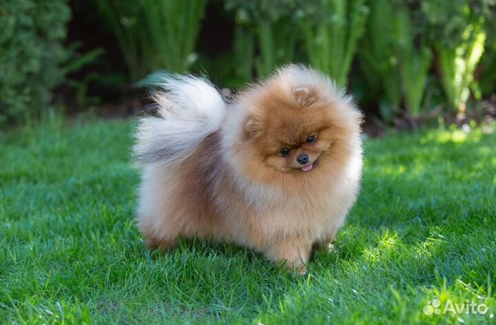 Нарядный померанец от пары чемпионов