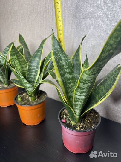 Сансевиерия комнатные цветы