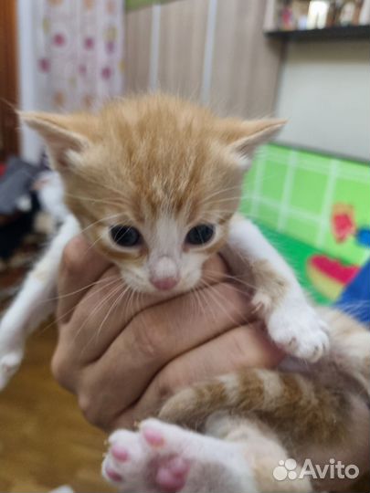 Котята в добрые руки бесплатно