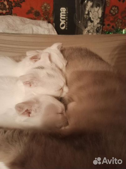 Вислоухие котята в добрые руки