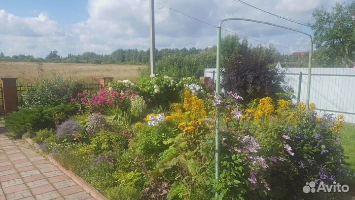 Садовые растения и цветы