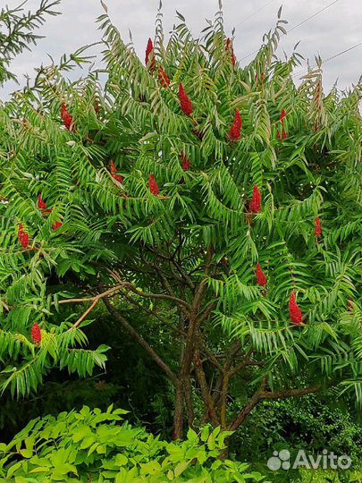 Сумах оленерогий (Уксусное дерево)