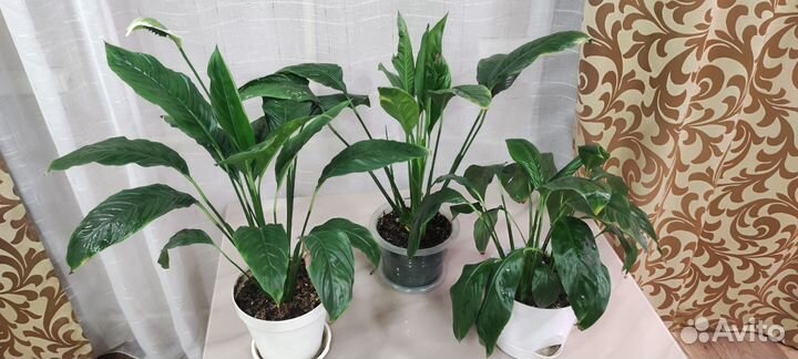 Спатифиллум