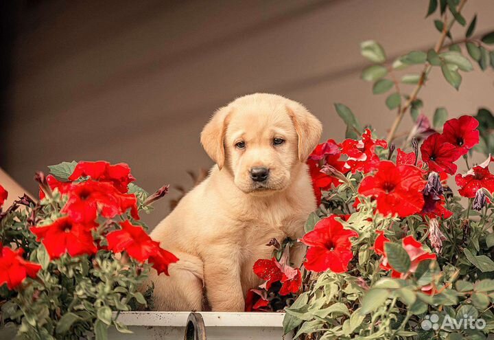 Лабрадор ретривер щенки