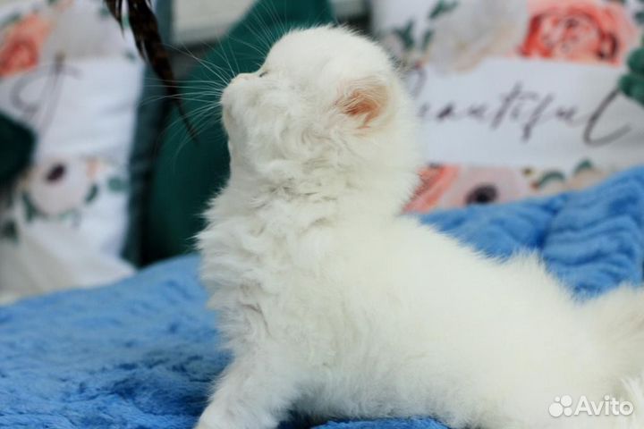 Британская девочка Йота