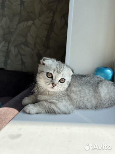 Шотландские вислоухие котята мраморные