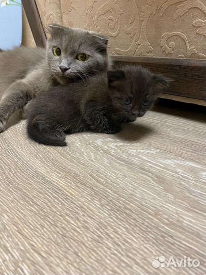Котята