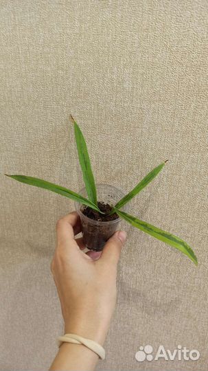 Сортовые фикусы