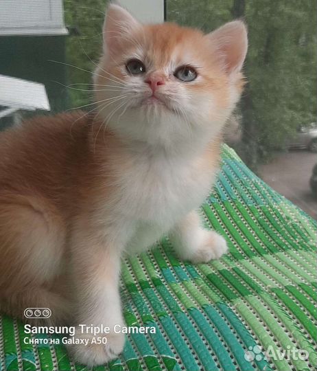 Британские золотые шиншиллв