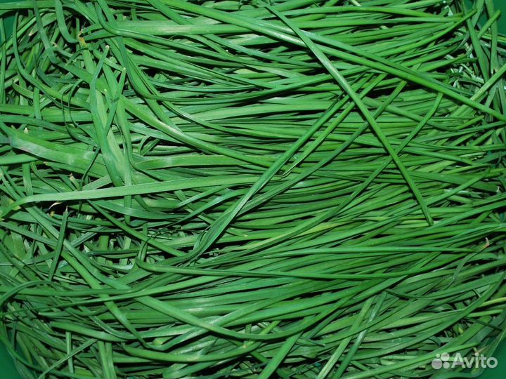 Джусай китайский лук семена