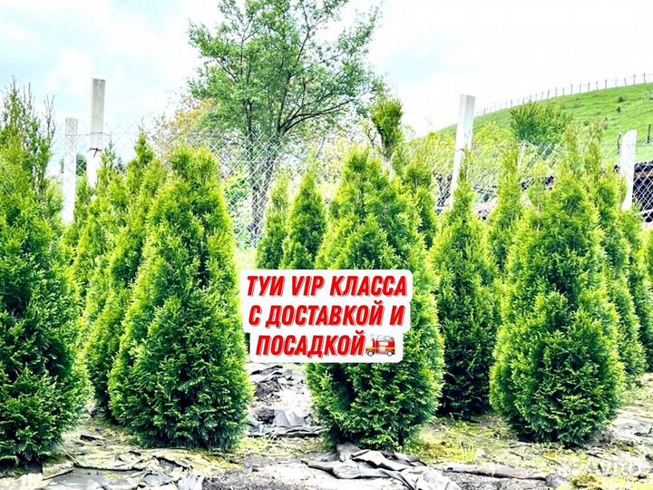 Саженцы туи под ключ с гарантией