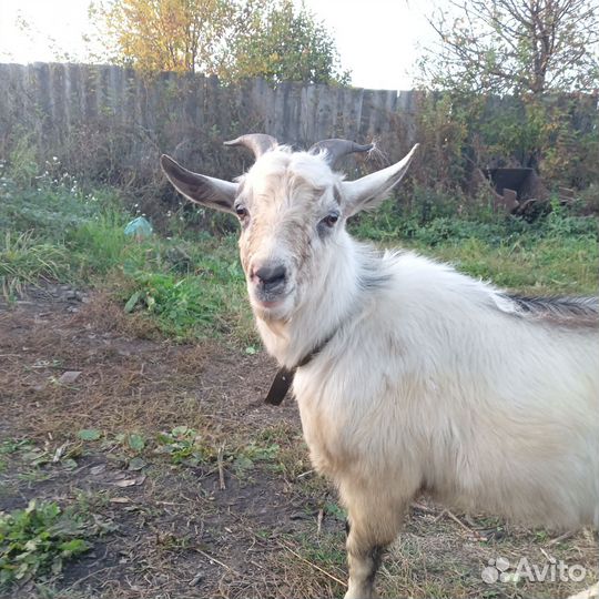 Продам козла