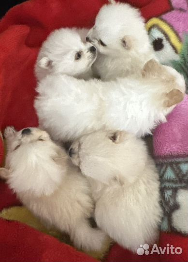 Щенки померанского шпица