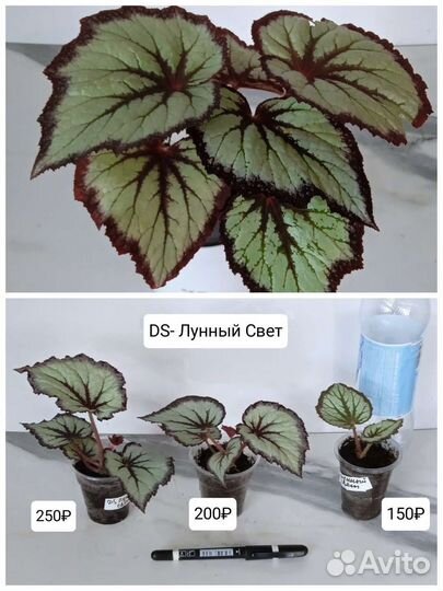 Сортовые бегонии