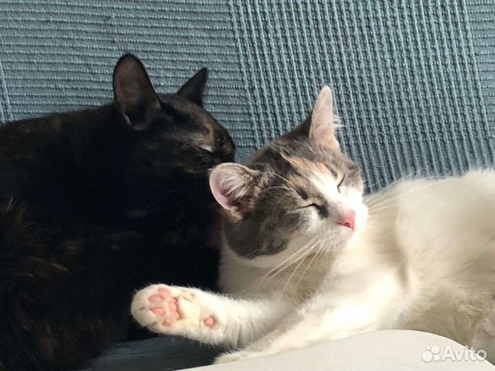 Кошка Мышка в дар, стерилизована, привита