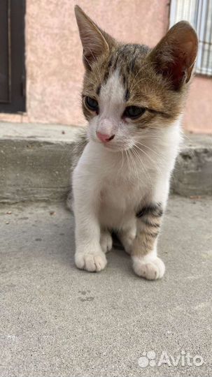 Бенгальская кошка бесплатно