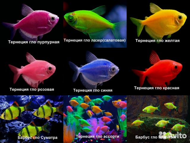 Тернеция как отличить самца. Рыбка аквариумная Тернеция самцы. Тернеция вуалевая аквариумная рыбка. Тернеция аквариумная синяя. Рыбки Тернеция гло.