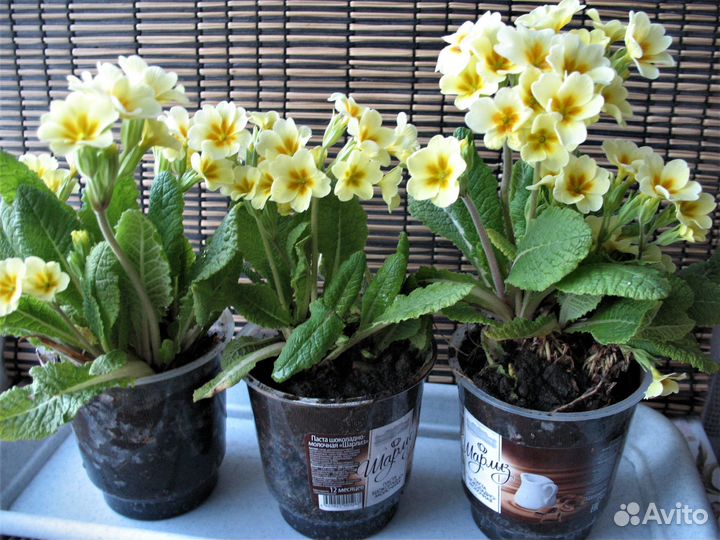 Шикарные примулы