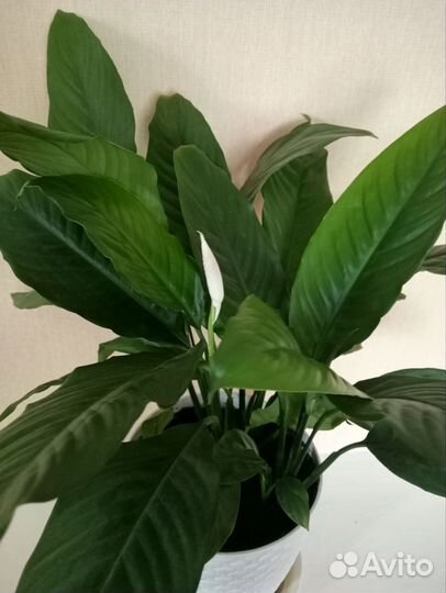 Комнатные растения цветущие