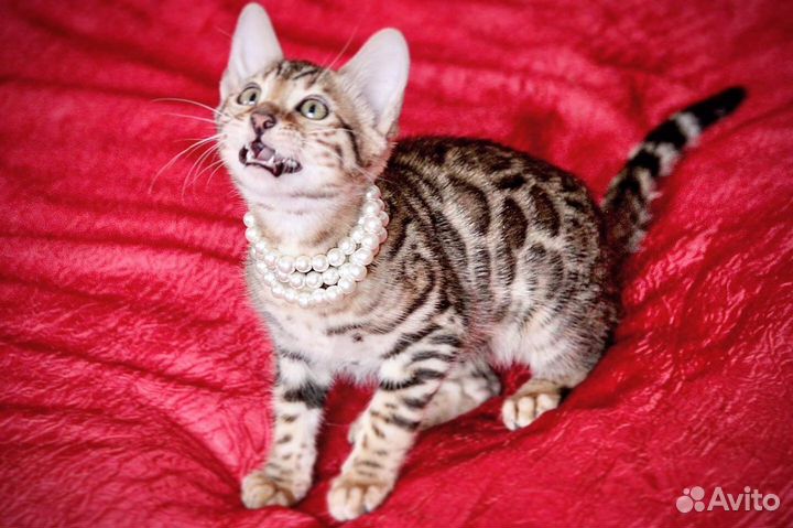 Бенгальская