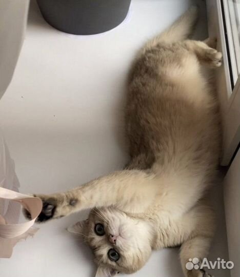 Продаю кота золотая шиншила