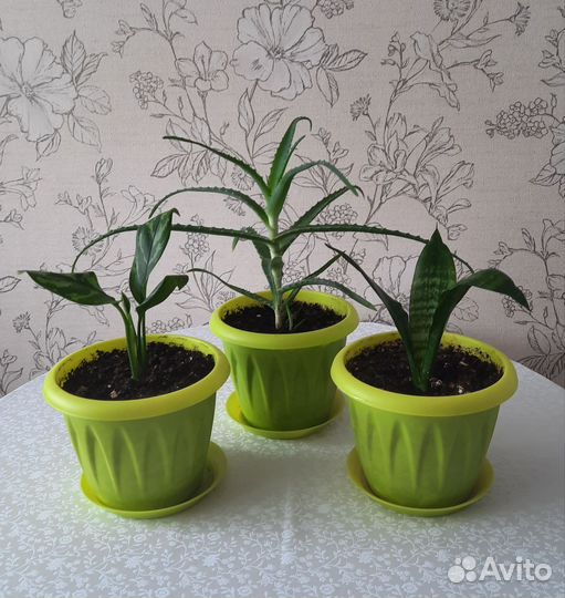 Комнатные растения