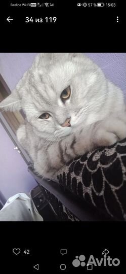 Шатланская вислоухая кот