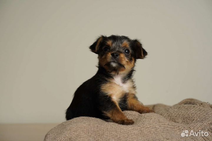 Йоркширский терьер щенки