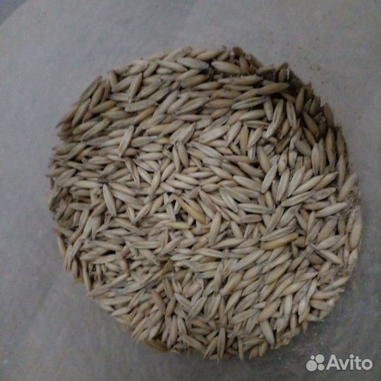 Пшеница, ячмень, овес