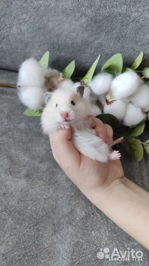 Сирийские хомячки малыши
