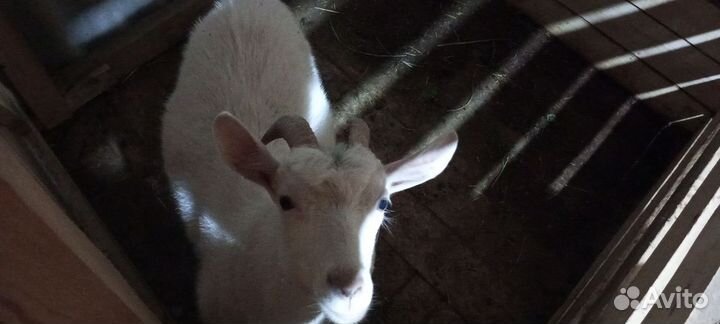 Продам дойных коз