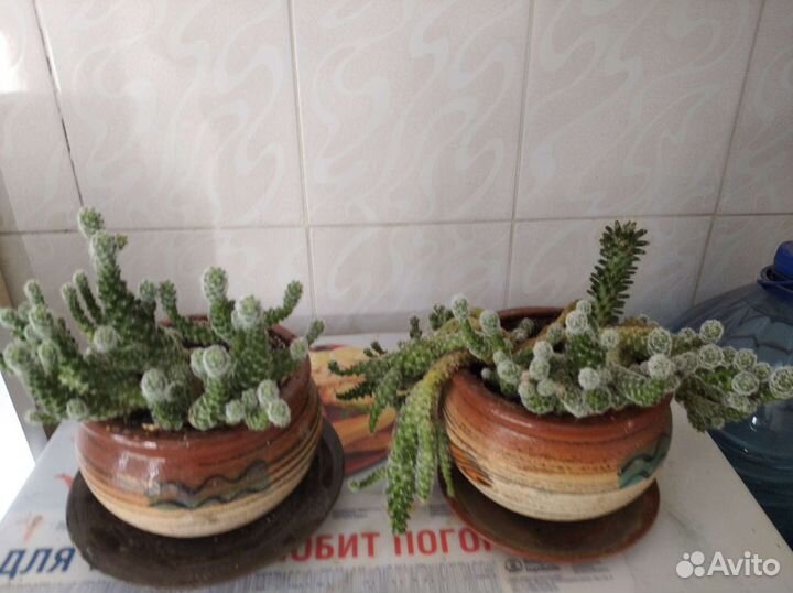 Кактус цветущий