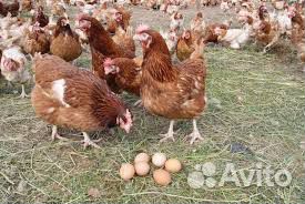 Куры несушки