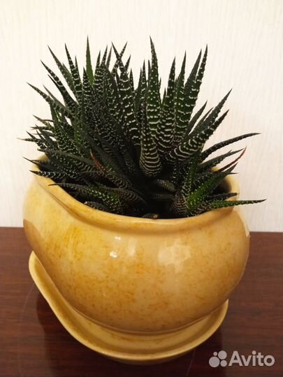 Суккулент Хавортия