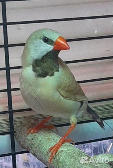 Острохвостые амадины