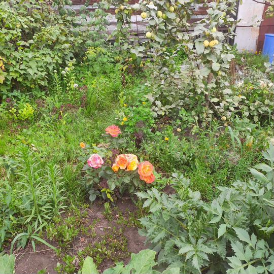 Дом 56 м² на участке 10 сот.