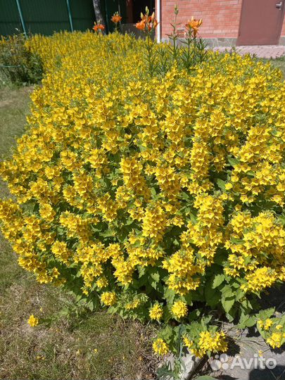 Лизимахия-желтый колокольчик, очиток