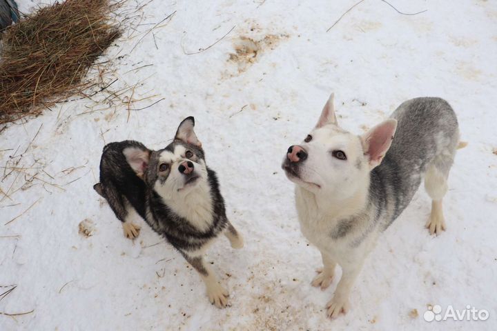 Щенки-подростки