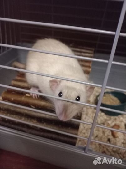 Крыски дамбо бесплатно