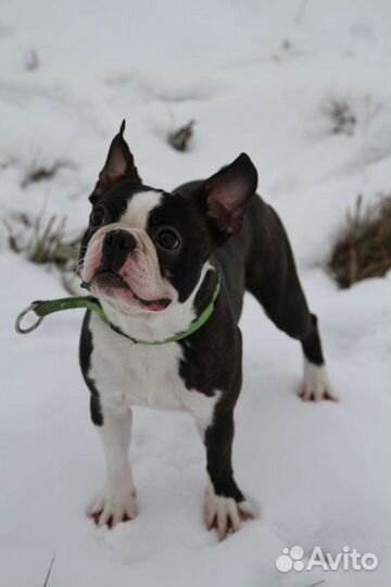 Бостон Терьер для вязок