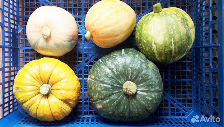 Тыква десертная с огорода