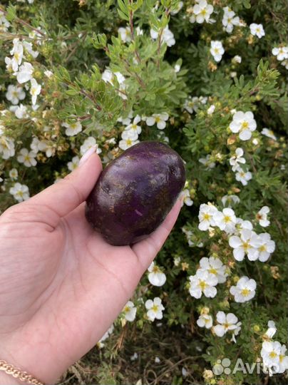 Картофель фиолетовый