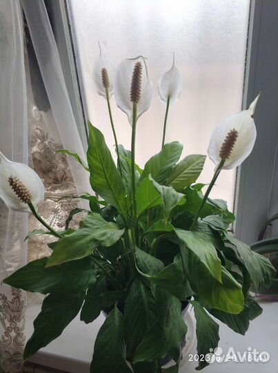 Спатифиллум