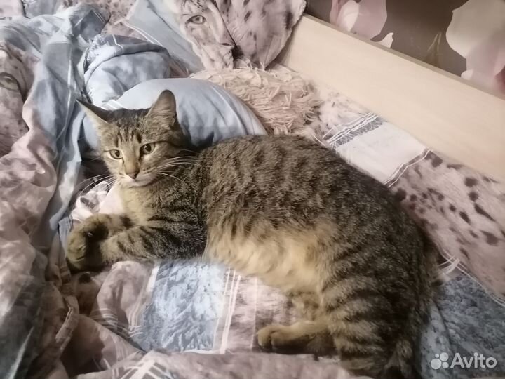 Беременная кошка