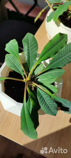 Молочай беложилковый