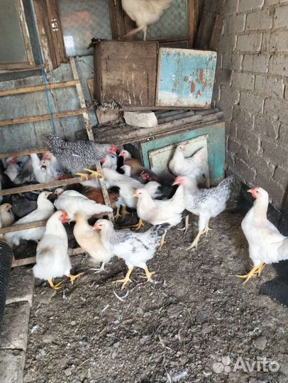 Петушки подрощенные на племя и на мясо