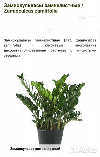 Замиокулькас Долларовое дерево