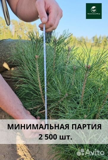 Саженцы сосны и ели окс от производителя